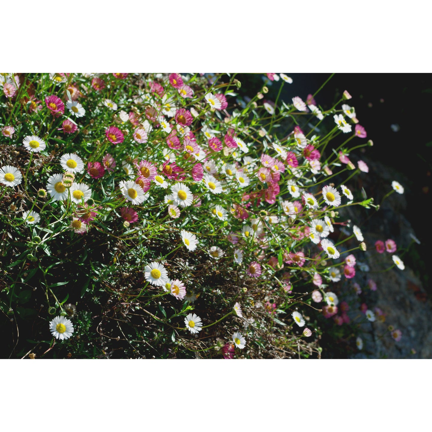 Murbinka ´Profusion´