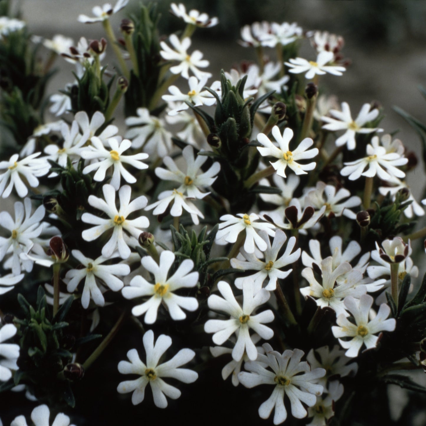 Nattblomster ´Midnight Candy´