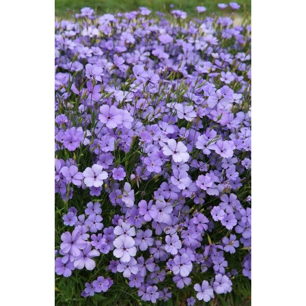 Nejlikglim ´Blue Angel´