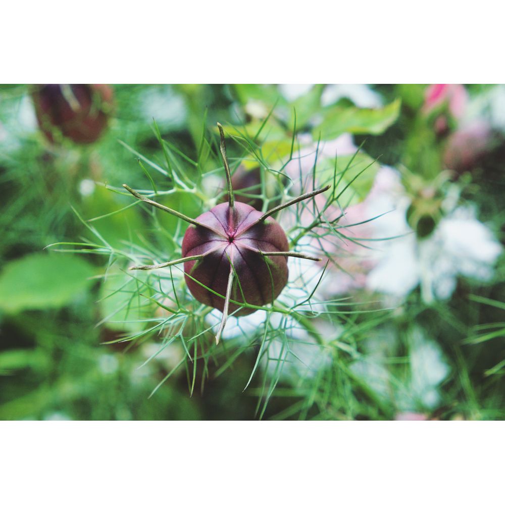 Jungfrun i det gröna ´Albion Black Pod´