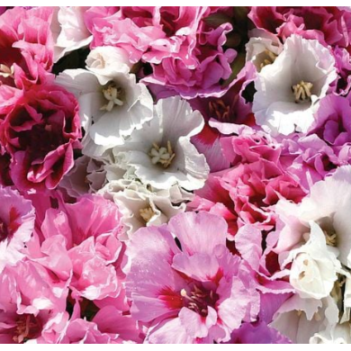 Atlasblomma ´Pastel Posies Mix´