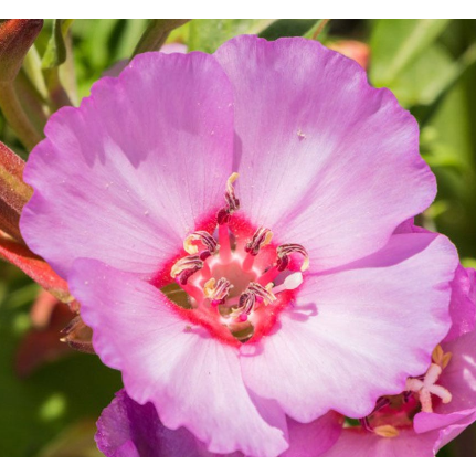Atlasblomma ´Pink Buttercups´