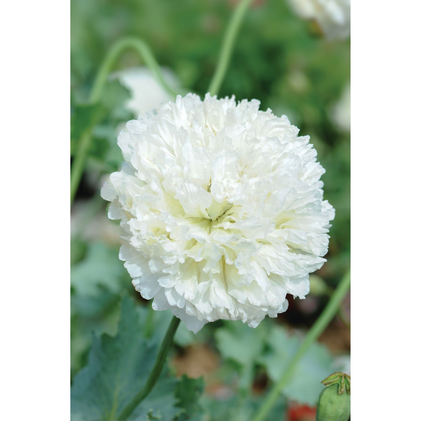 Pionvallmo ´Applegreen´