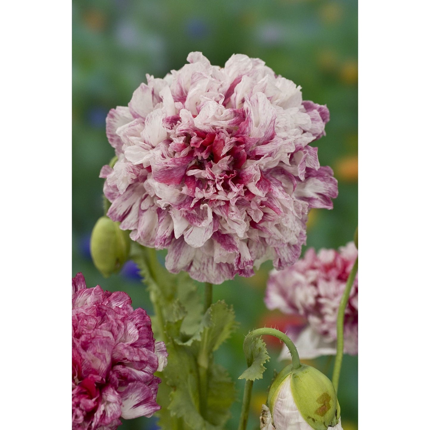 Pionvallmo ´Flemish Antique Peony´