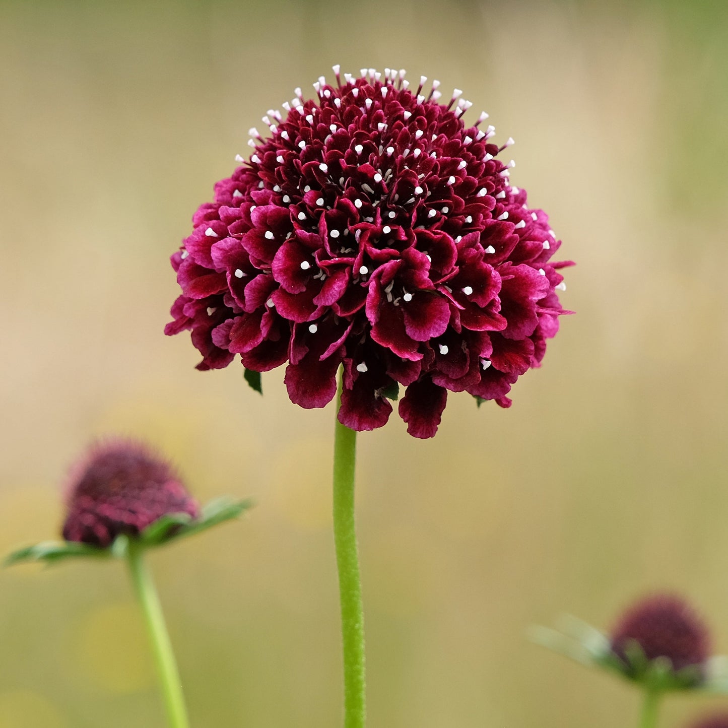 Praktvädd ´Black Knight´