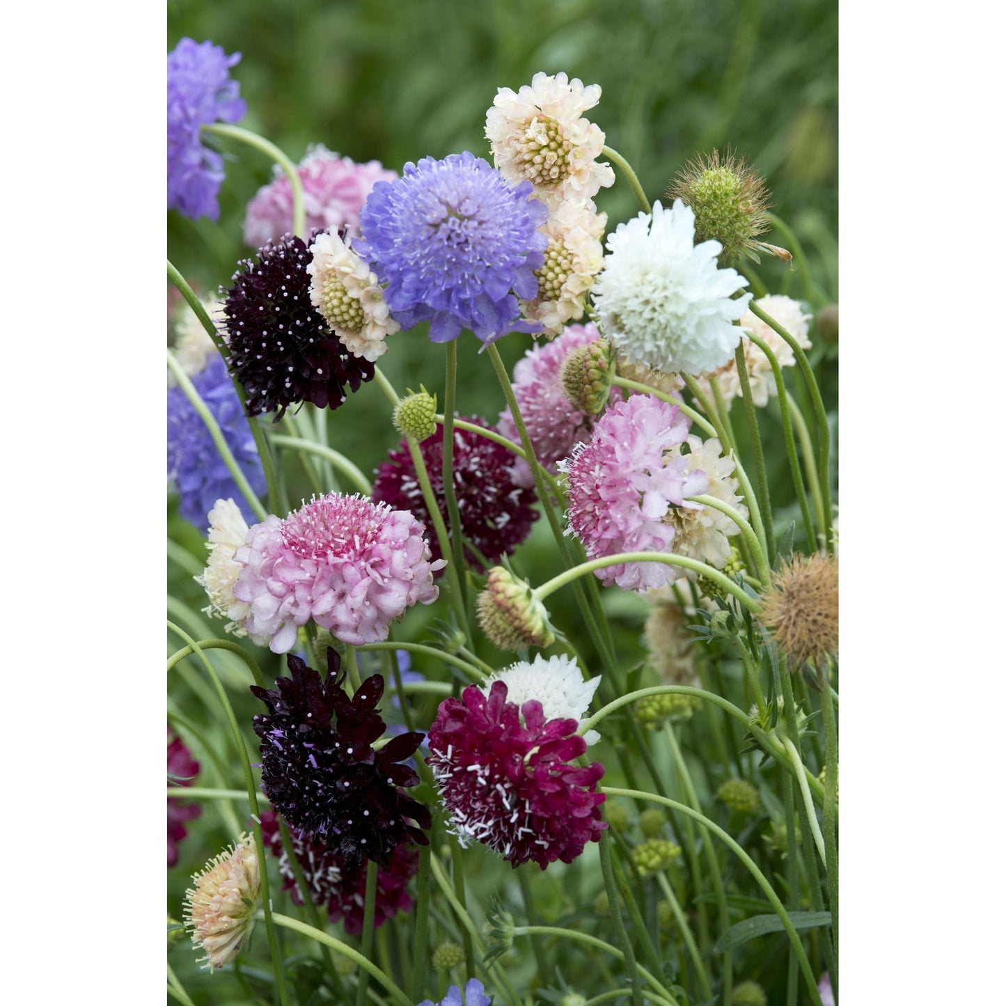 Praktvädd ´Formula Mix´