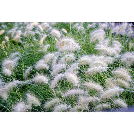 Dunborstgräs ´Fluffy´