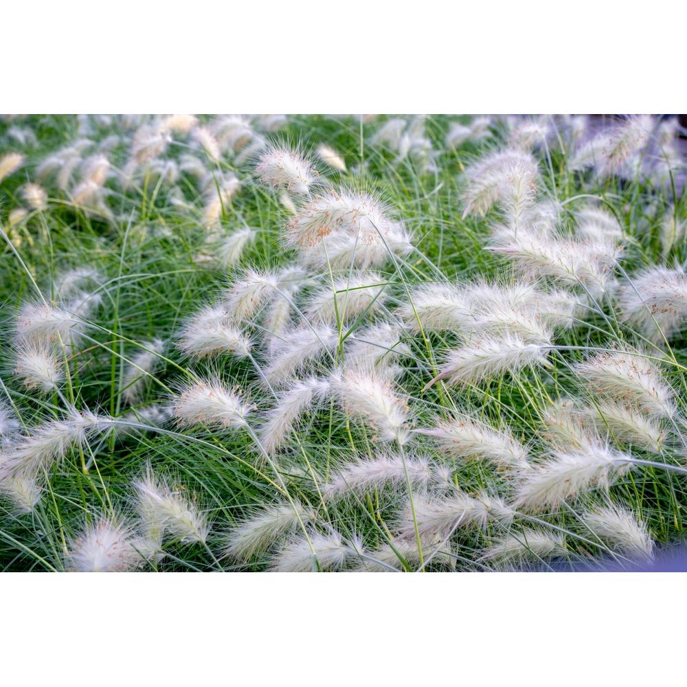 Dunborstgräs ´Fluffy´
