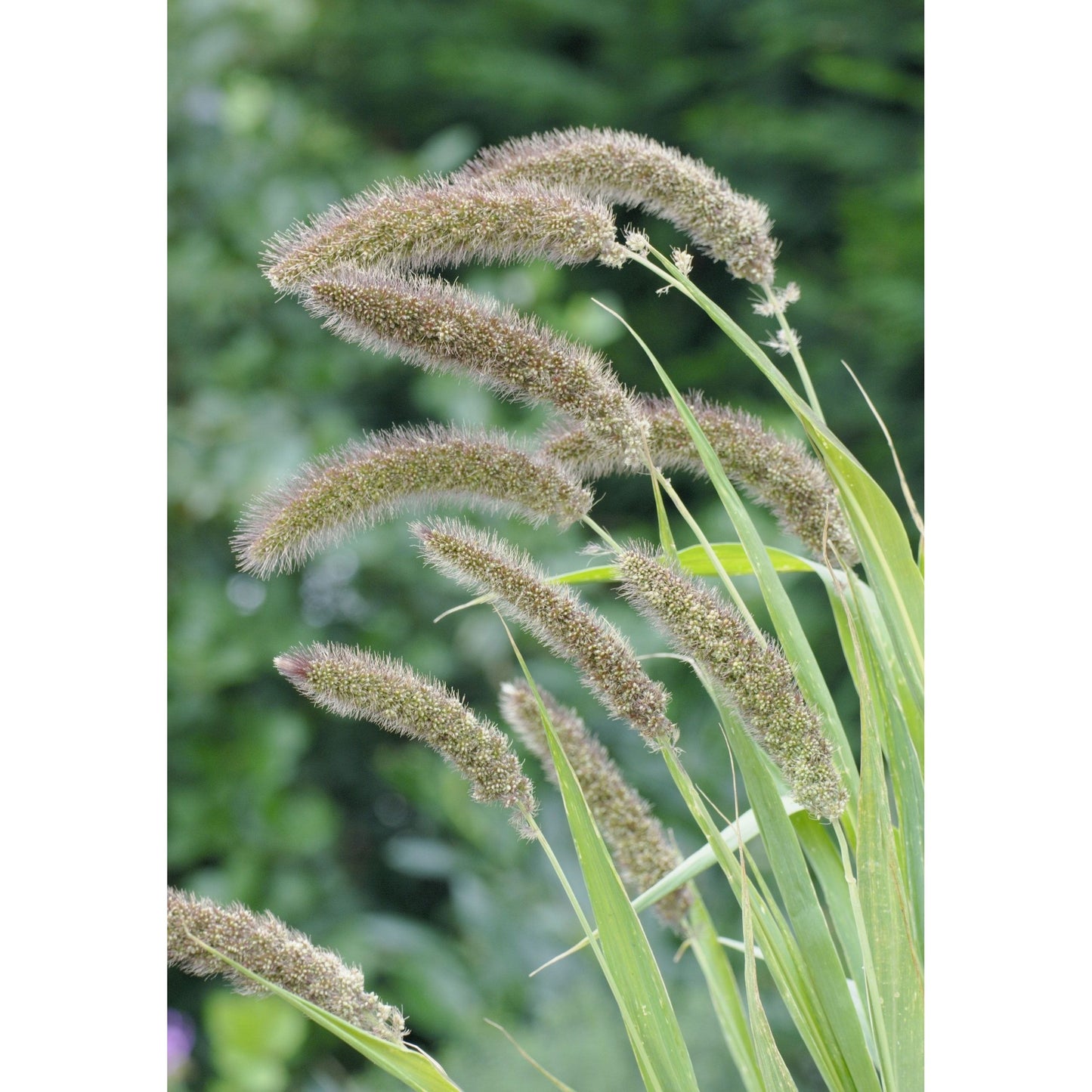 Prydnadshirs ´Lowlander´