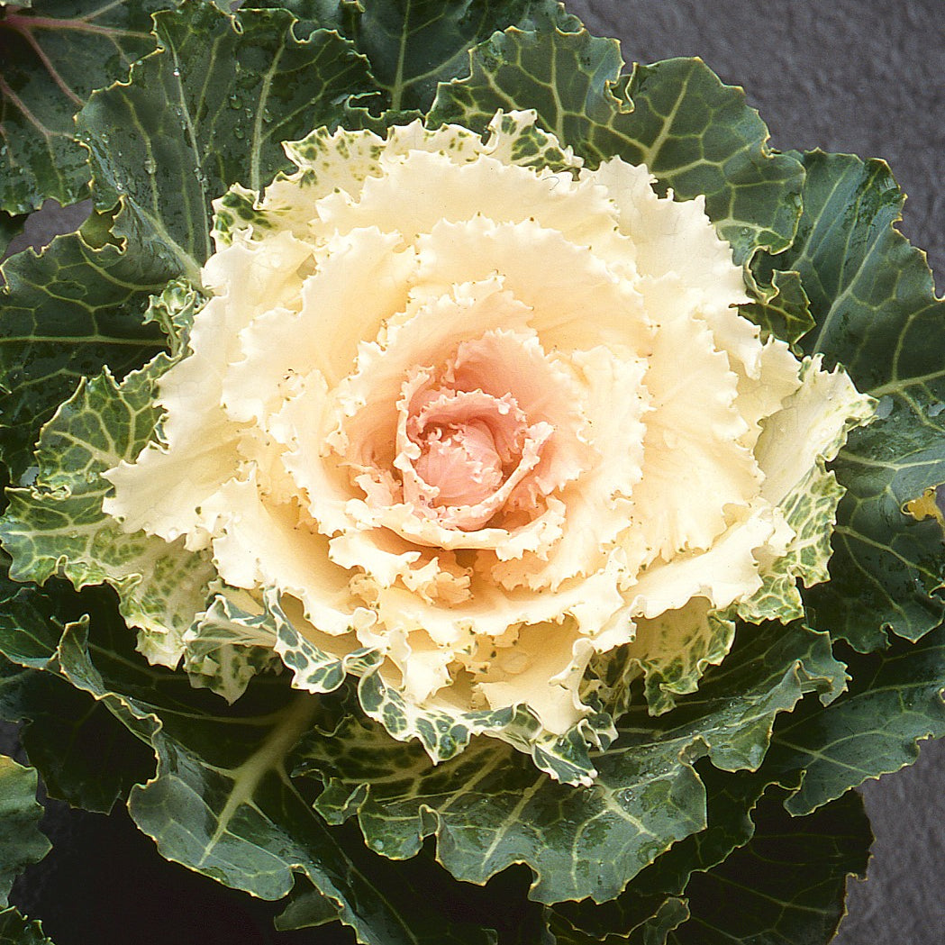 Prydnadskål ´Songbird White´ F1