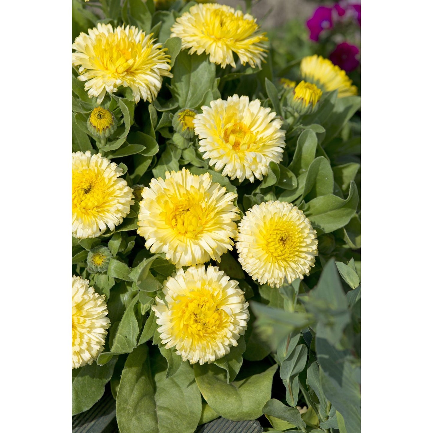 Ringblomma ’Double Lemon’