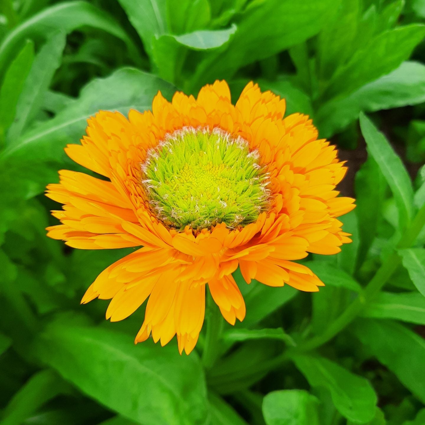 Ringblomma ´Greenheart Orange´