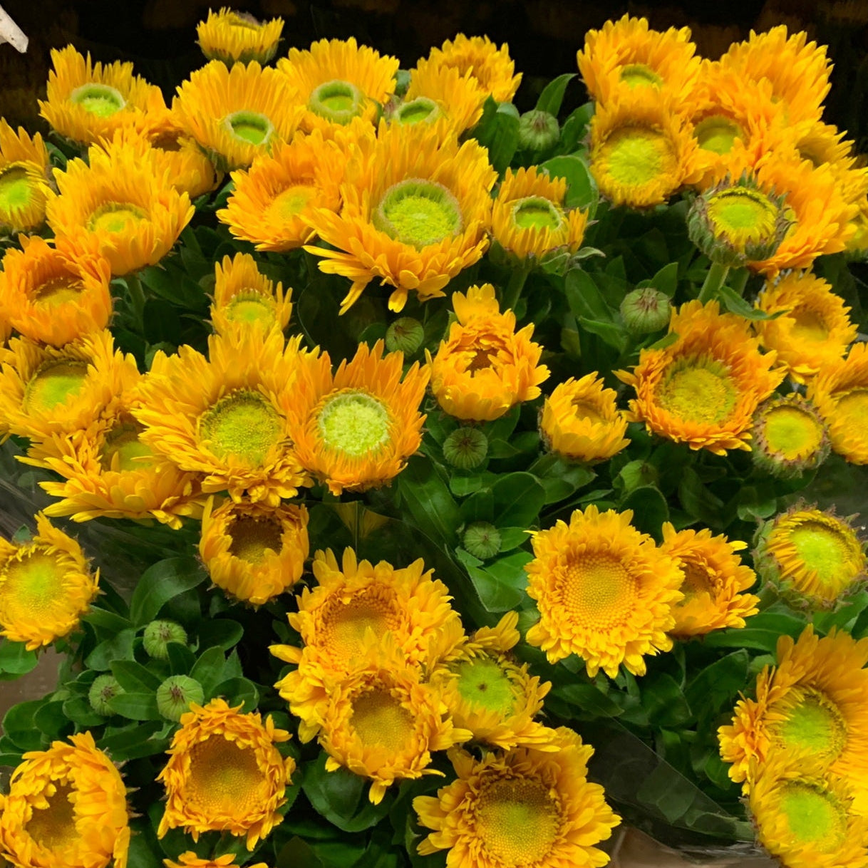 Ringblomma ´Greenheart Yellow´