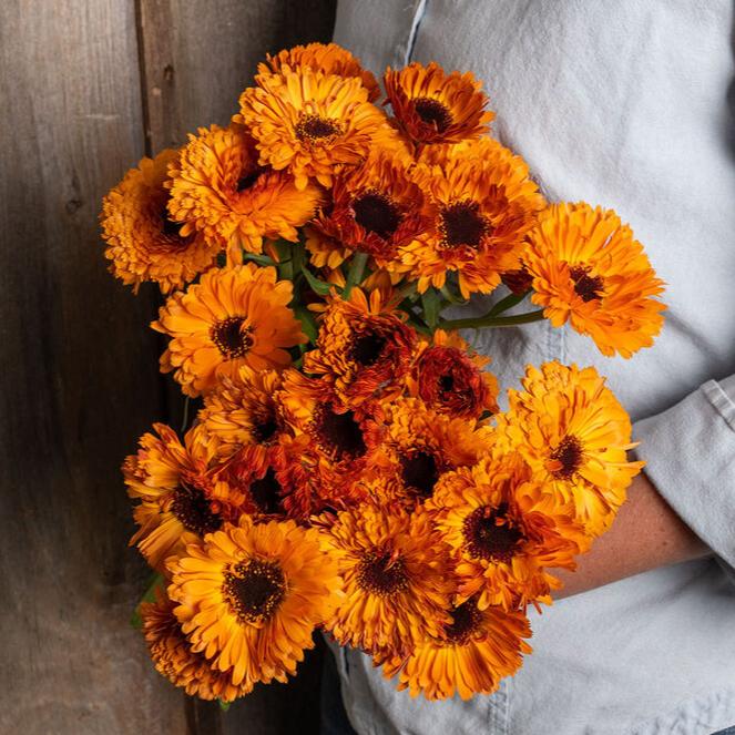 Ringblomma ´Orange Button´