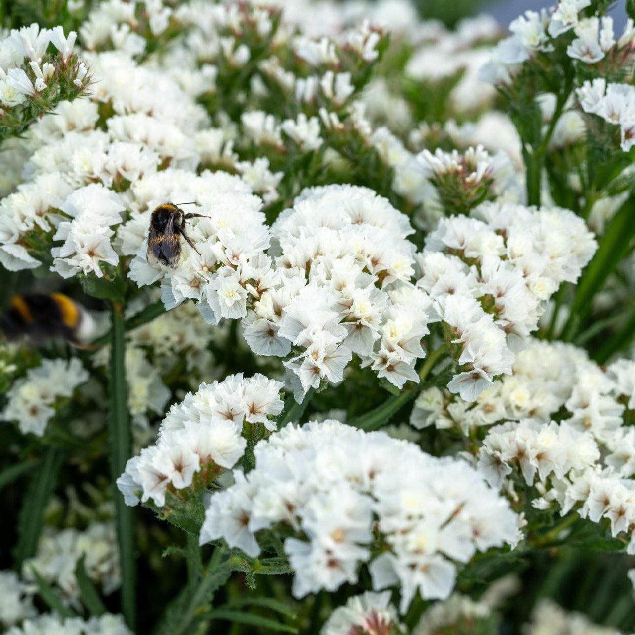 Risp ´Hipster White´