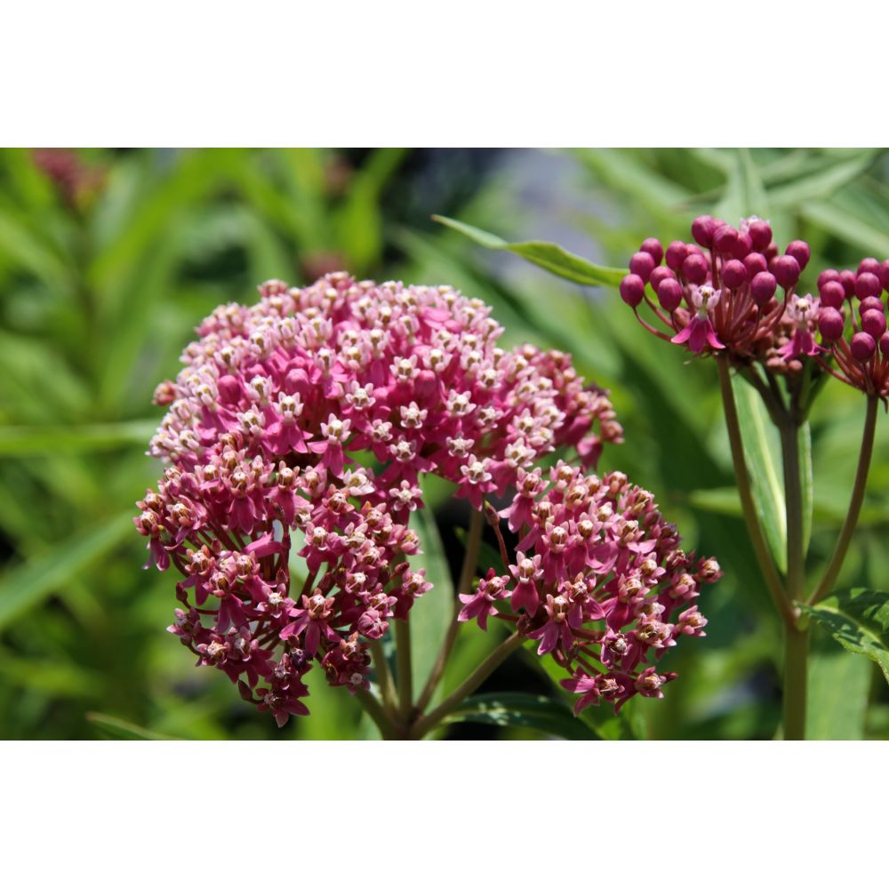 Rosensidenört ´Soulmate´