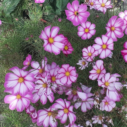 Rosenskära ´Candy Stripe´