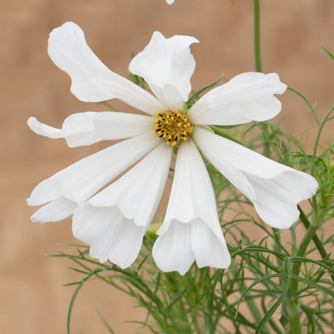 Rosenskära ´Pinwheel White´