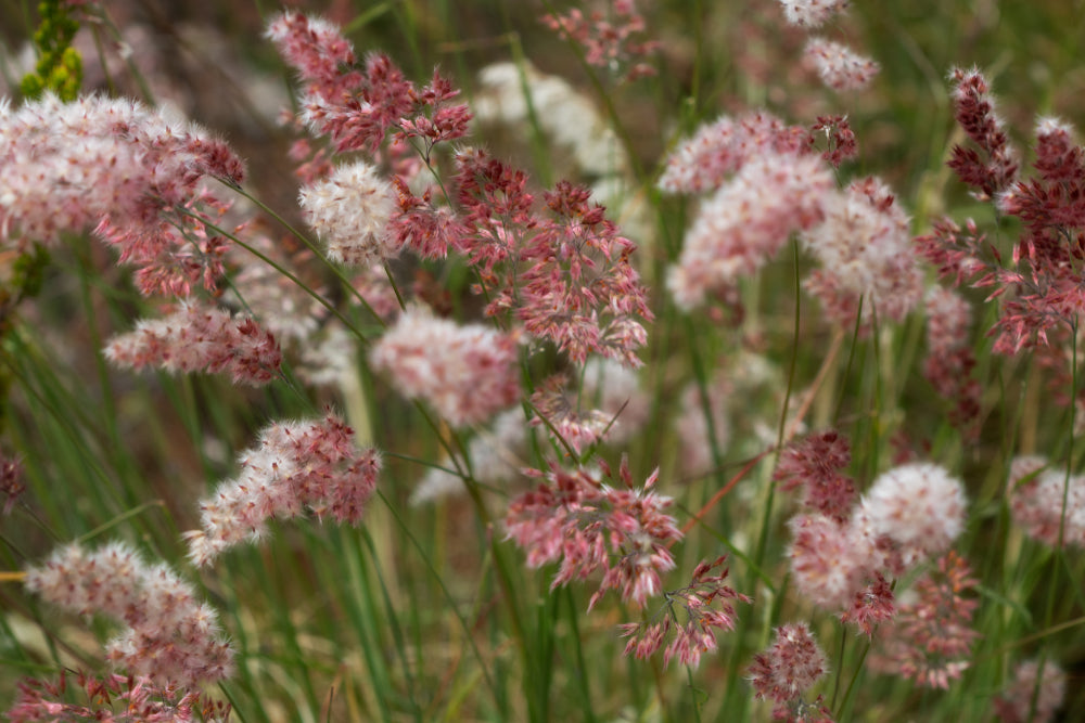 Rubingräs ´Karoo Queen´