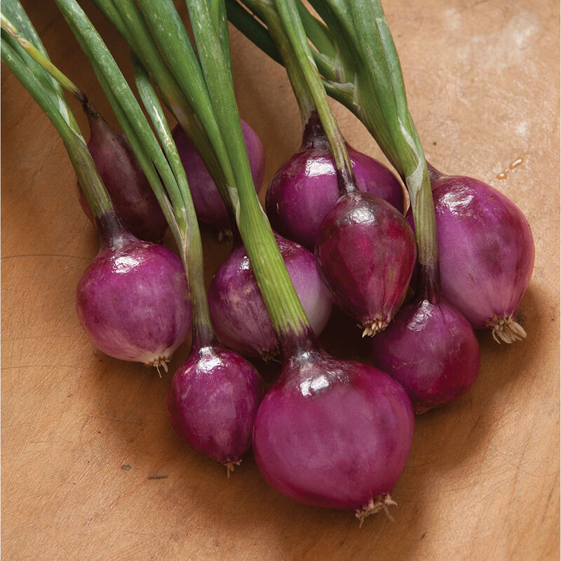 Röd salladslök ´Purplette´