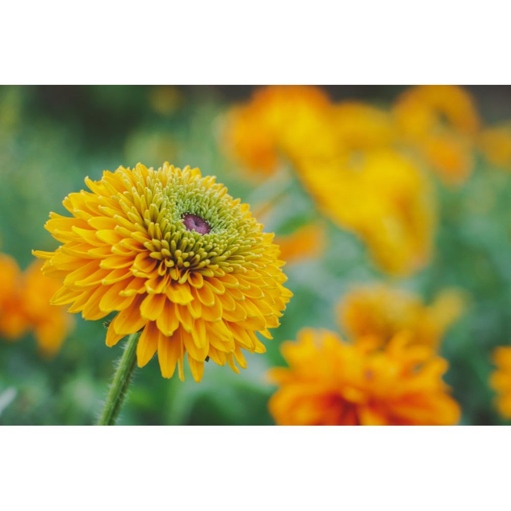 Sommarrudbeckia ´Maya’