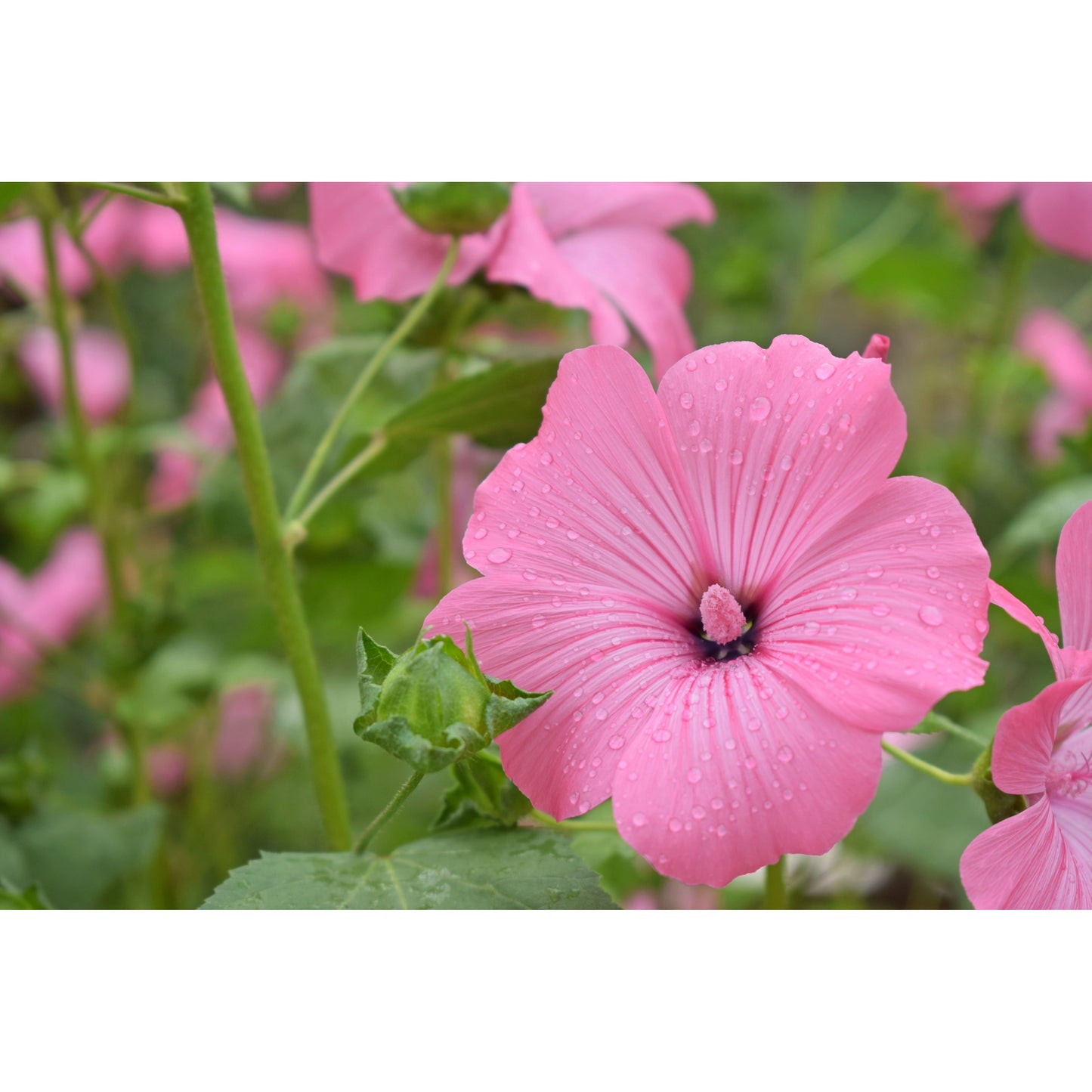 Sommarmalva ´Silver Cup´