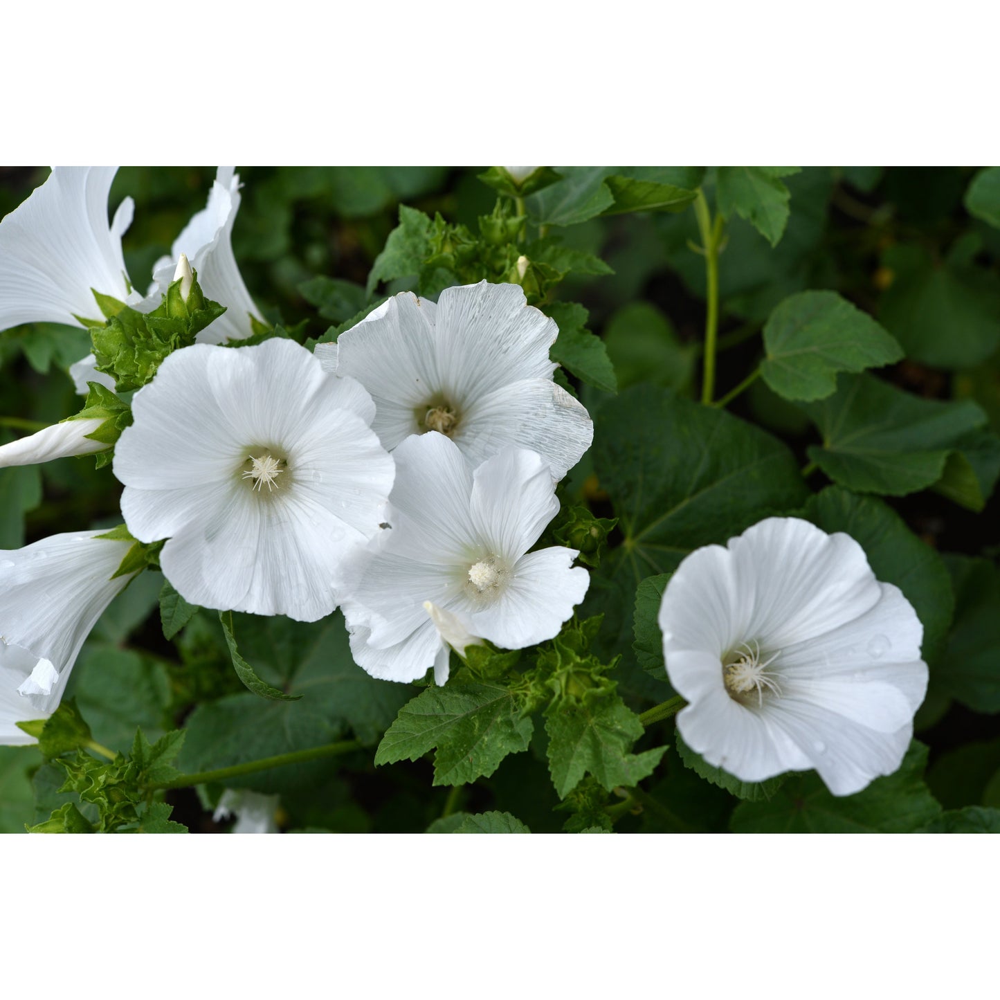 Sommarmalva ´Mont Blanc´