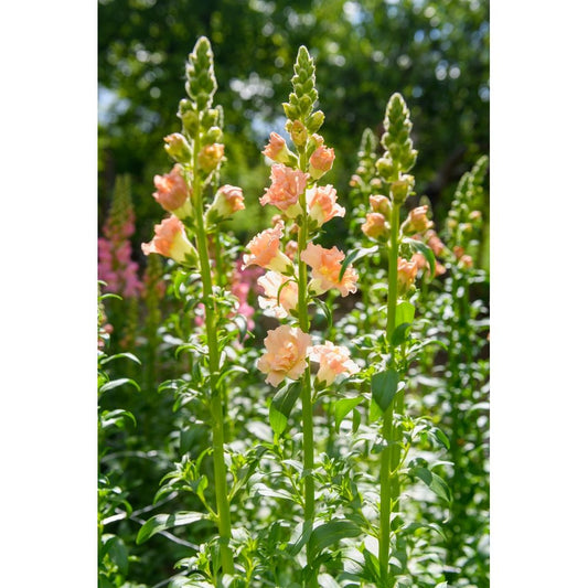 Lejongap ´Snapstar Champagne´ F1