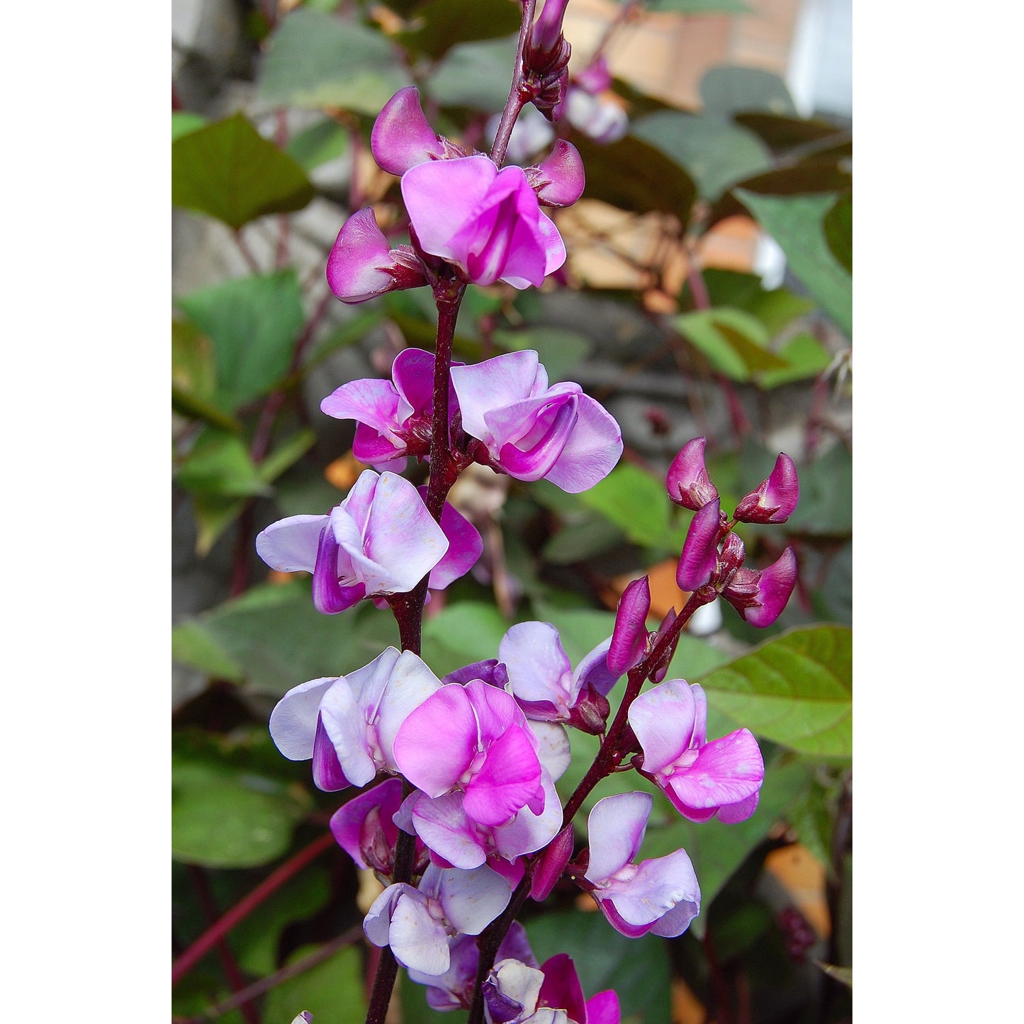 Rödbladig hjälmböna ´Ruby Moon´