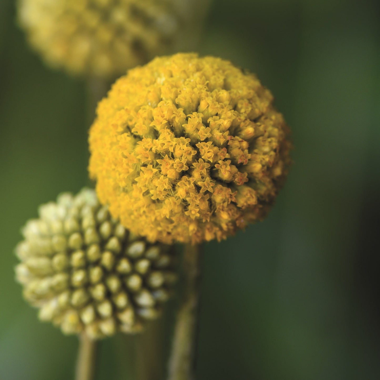 Solboll ´Billy Buttons´