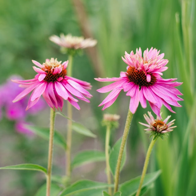 Röd solhatt ´Doubledecker´