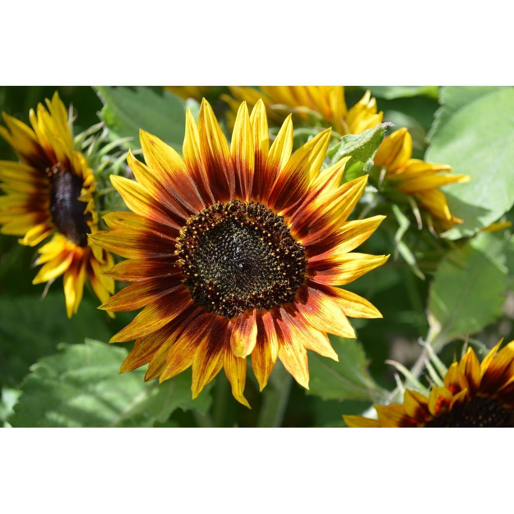 Solros ´Ring of Fire´