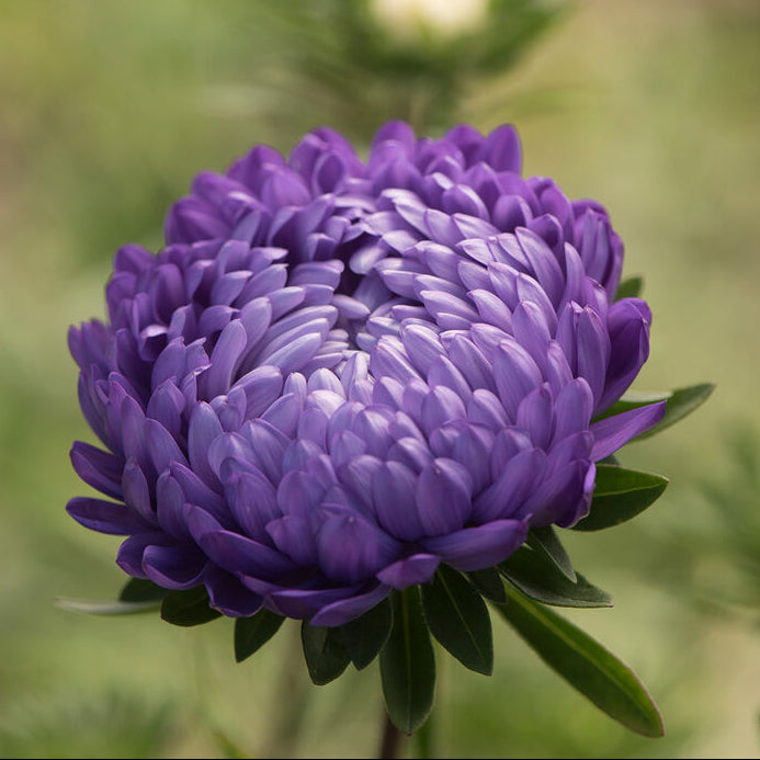 Sommaraster ´Tower Blue´