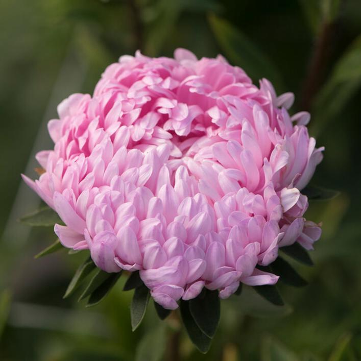 Sommaraster ´Tower Salmon´