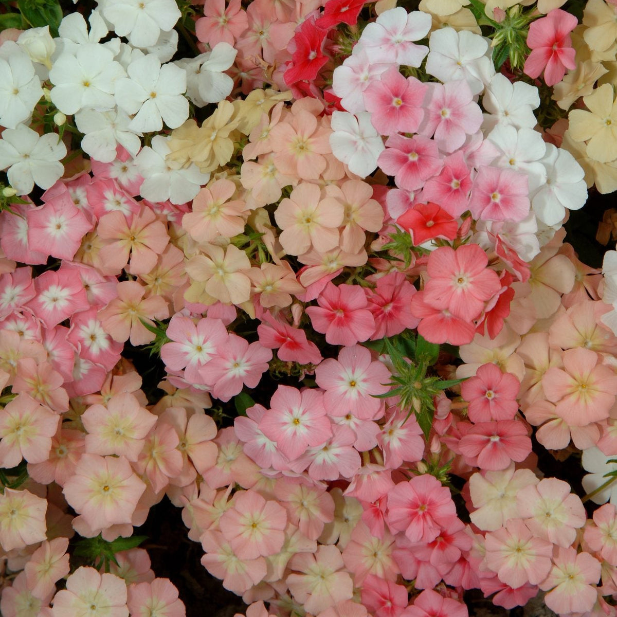 Sommarflox ´Beauty Coral Reef´