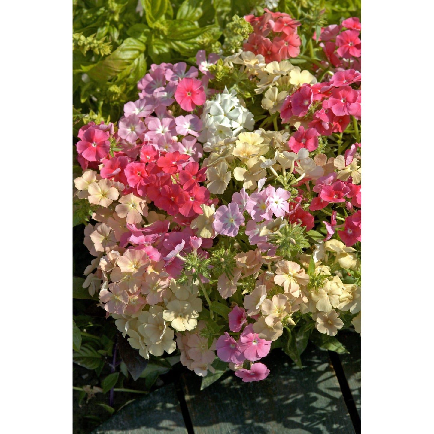 Sommarflox ´Beauty Coral Reef´