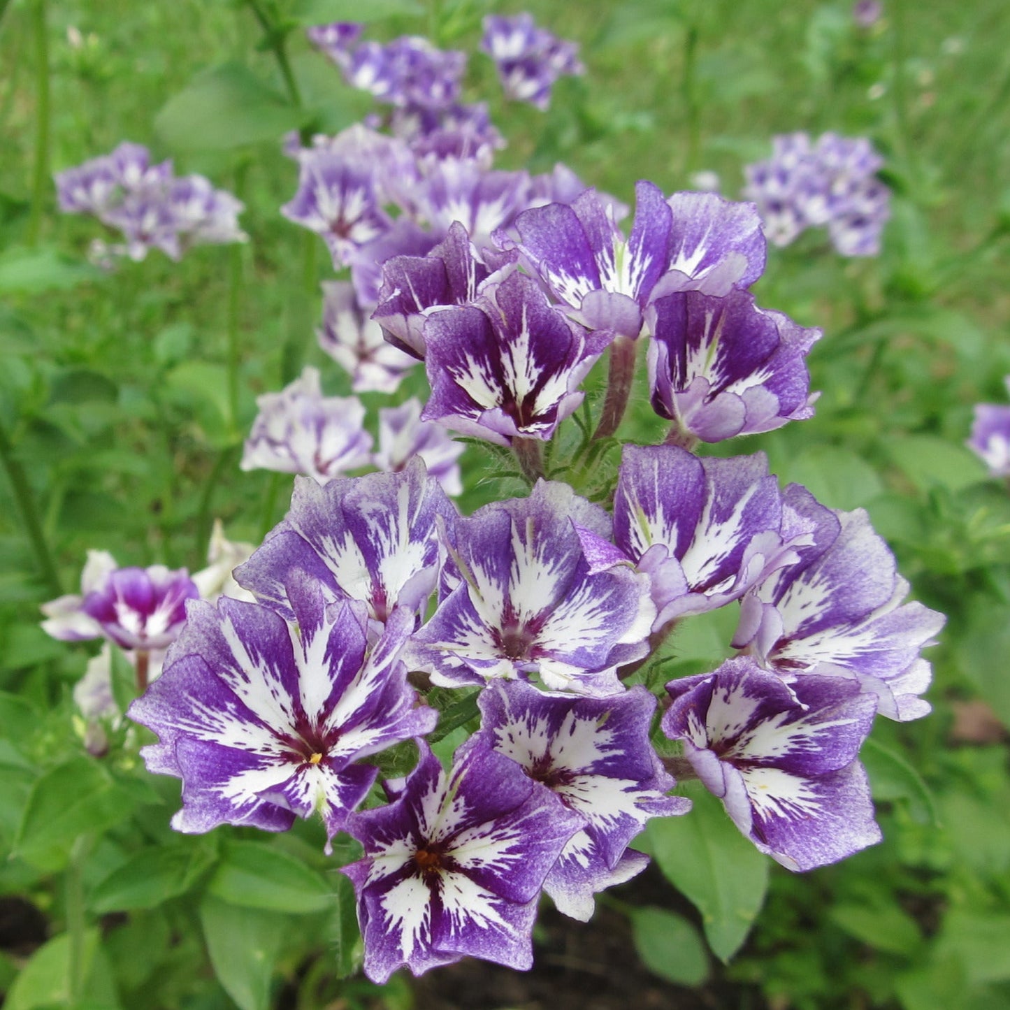 Sommarflox ´Sugar Stars´