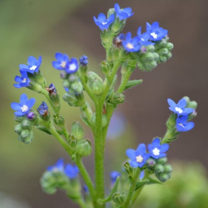 Sommarförgätmigej ´Blue Angel´