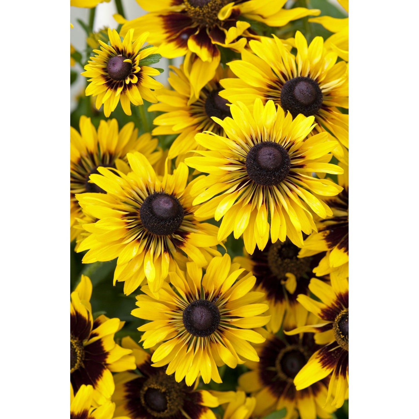 Sommarrudbeckia ´Sputnik’