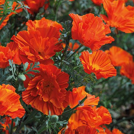 Sömntuta ´Copper Swirl´