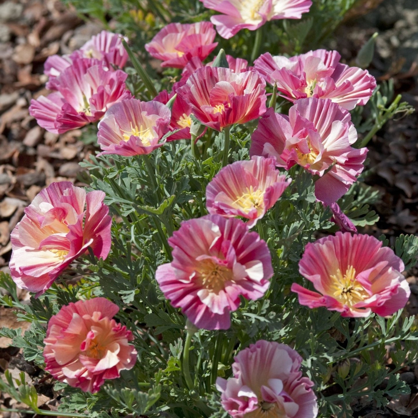 Sömntuta ´Thai Silk Rose Chiffon´