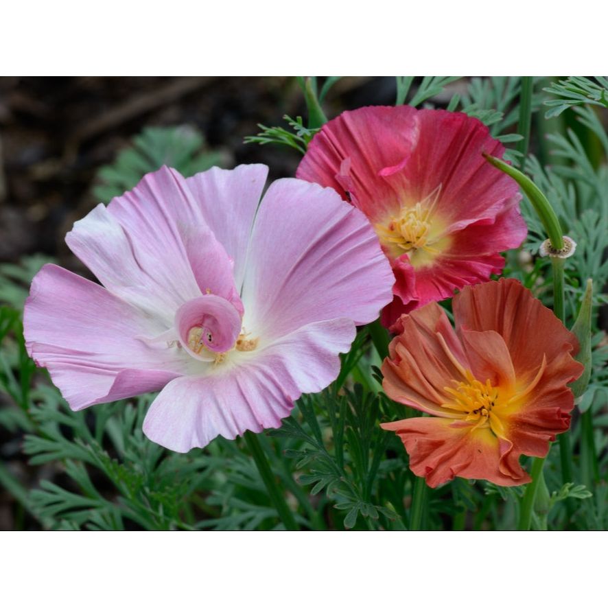 Sömntuta ´XL Jelly Beans´