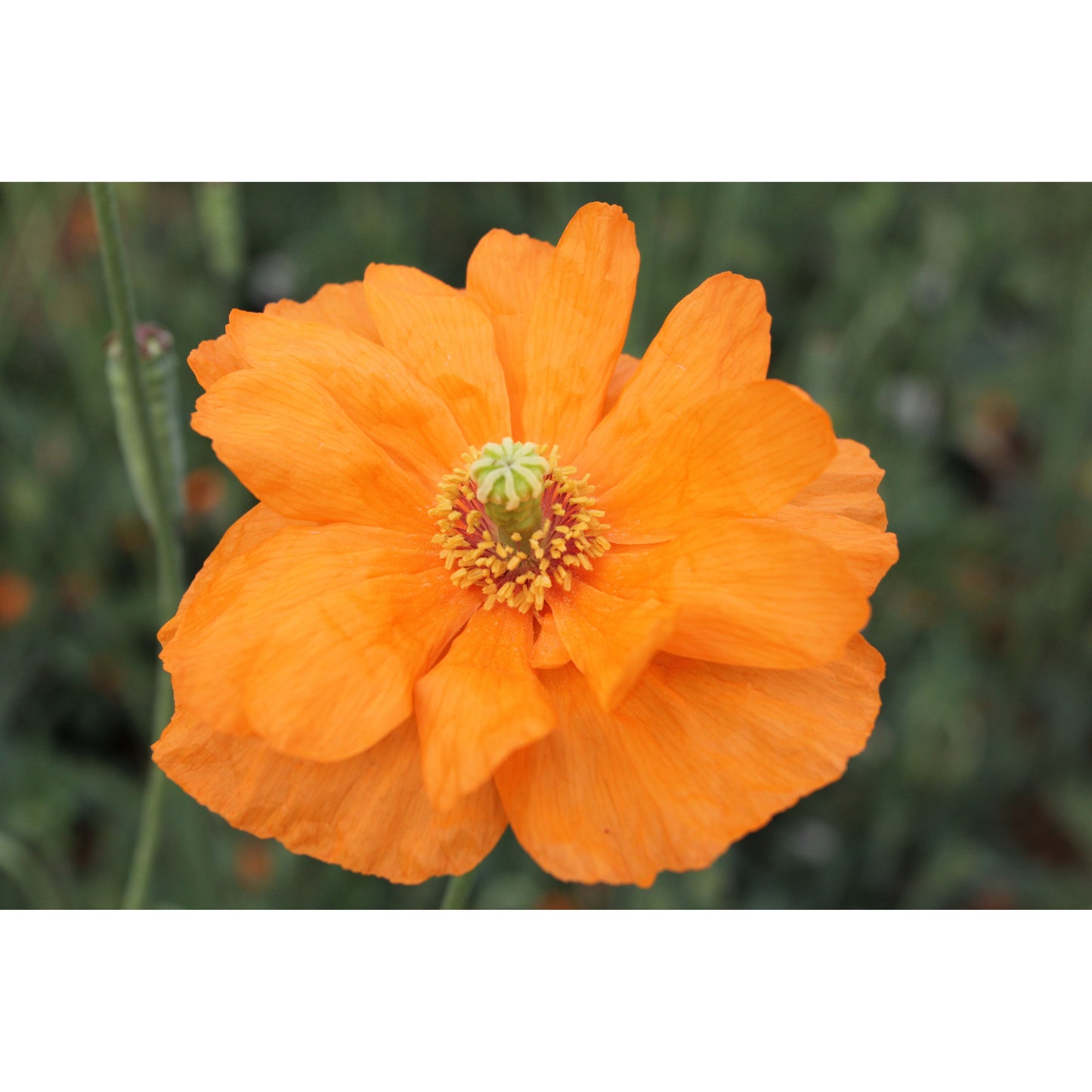 Spansk vallmo ´Double Tangerine Gem´