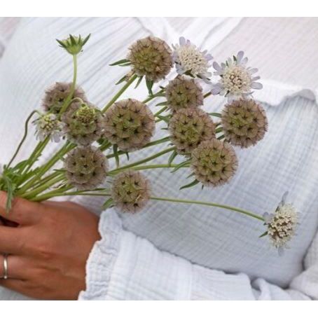 Stjärnvädd ´Paper Moon´