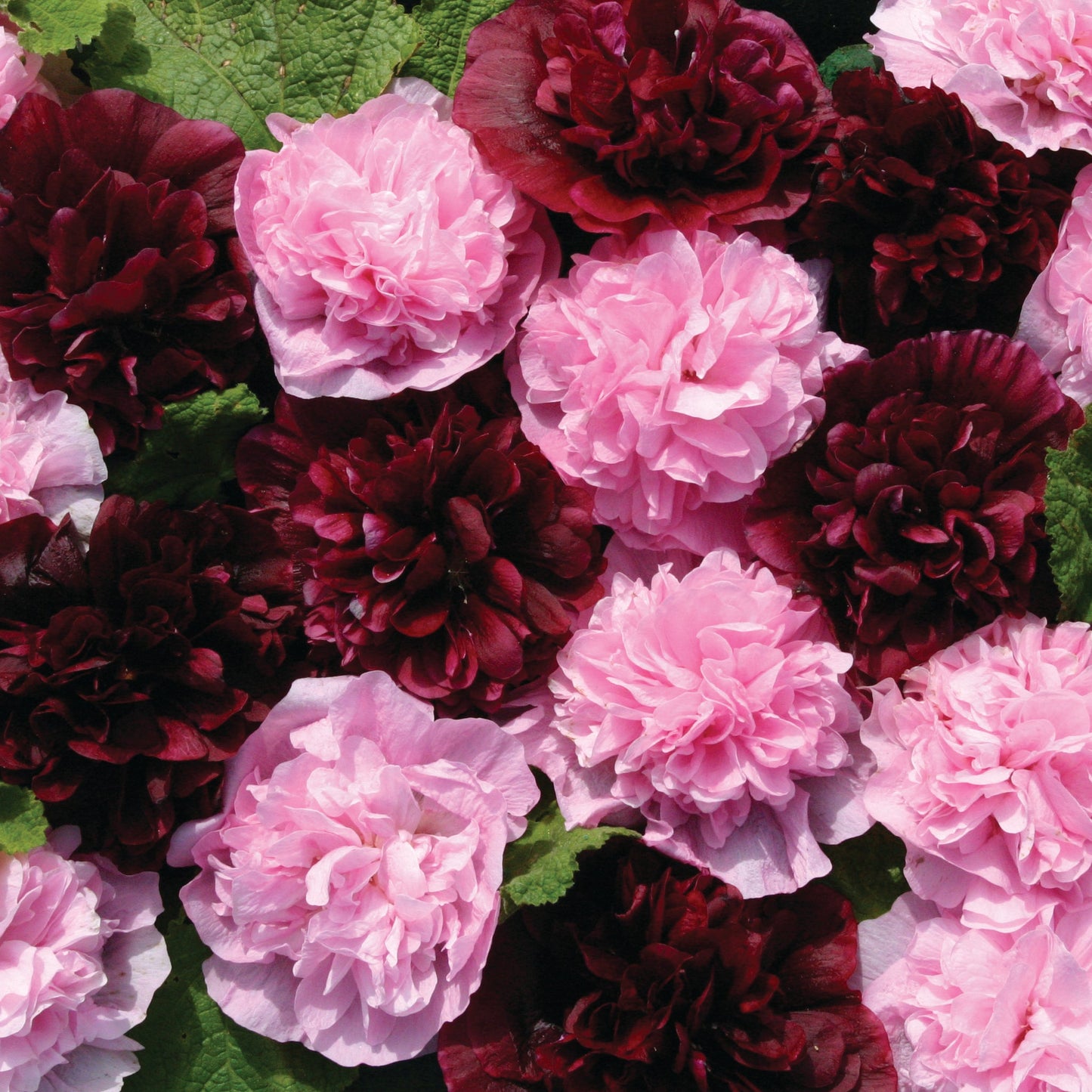 Stockros ´Very Berry´