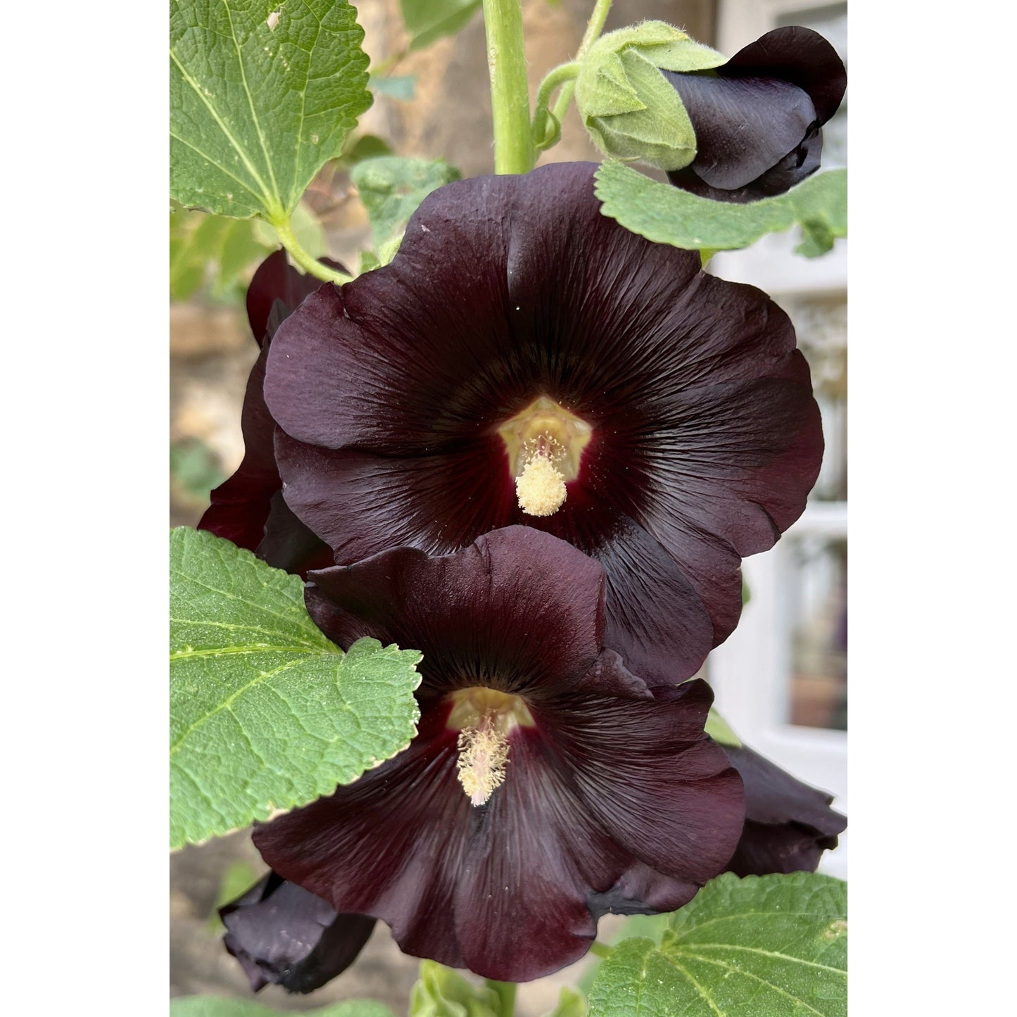 Svart stockros ´The Watchman´