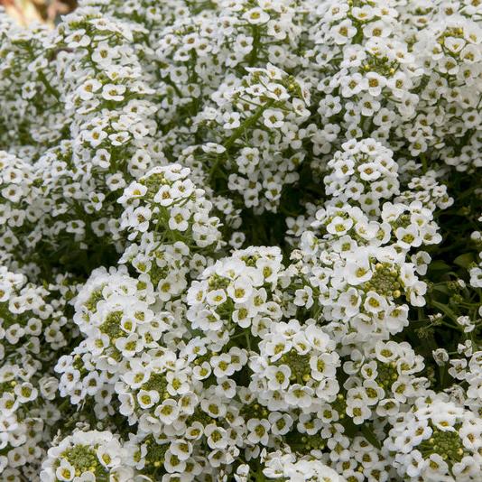 Strandkrassling ´North Face White´