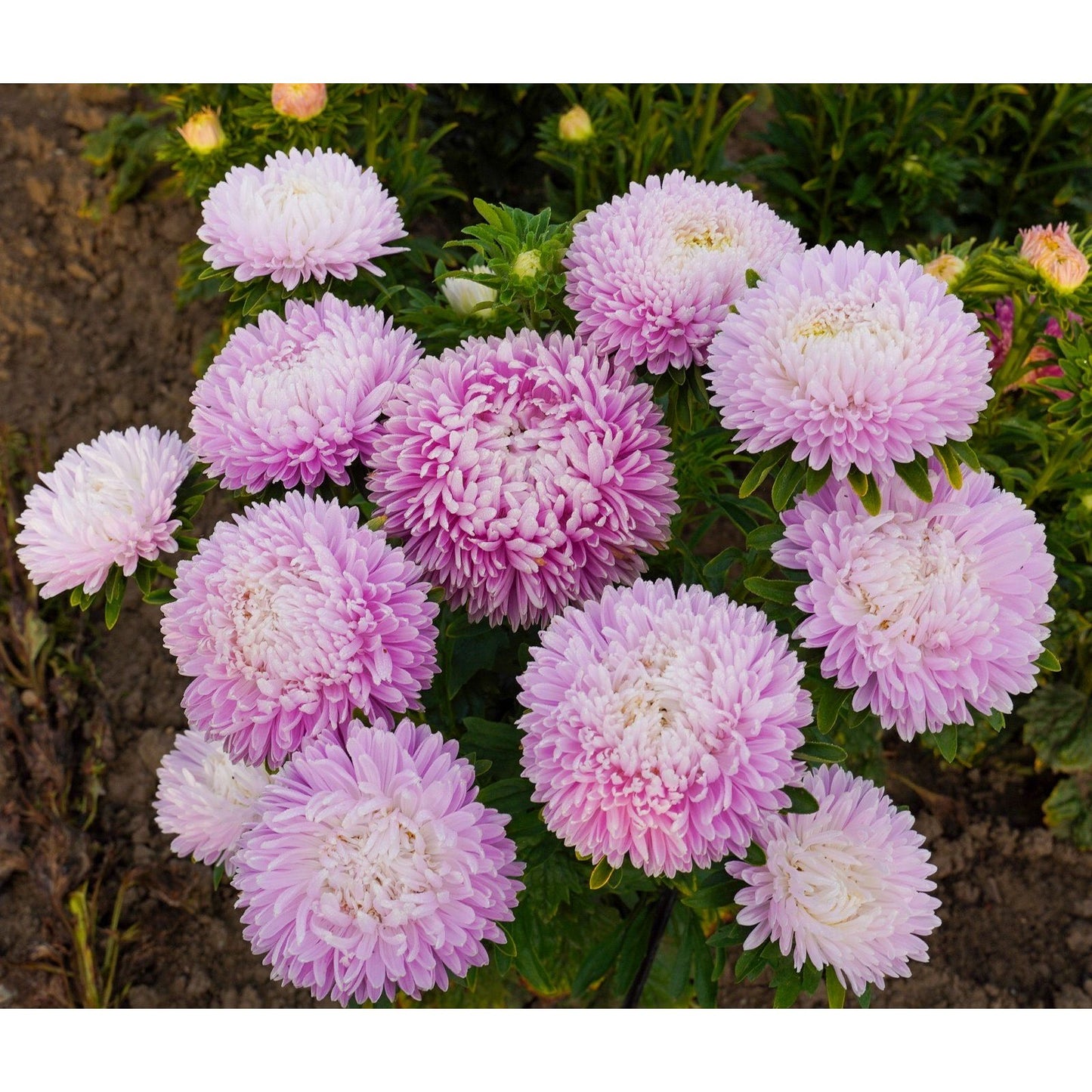 Sommaraster ´Syringa Light Appleblossom´