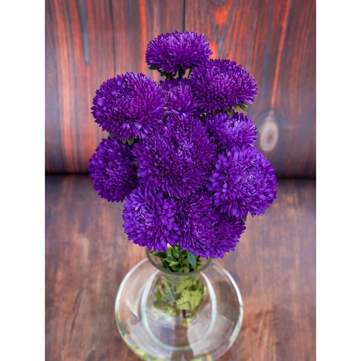 Sommaraster ´Syringa Purple´