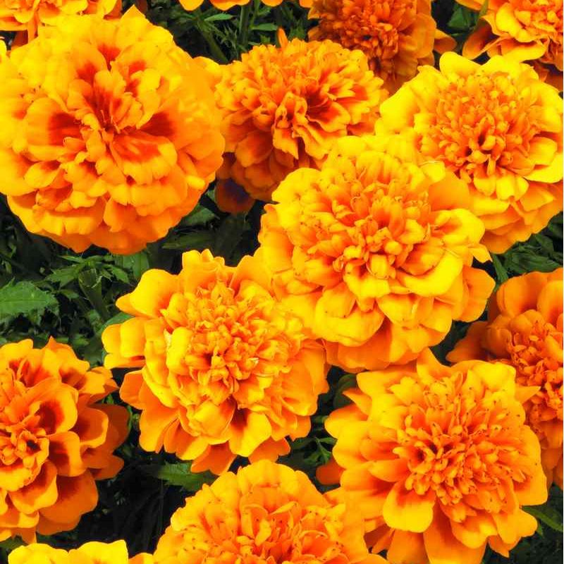 Sammetstagetes ´Super Hero Orange Bee´